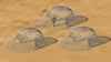 My Gallery: Image